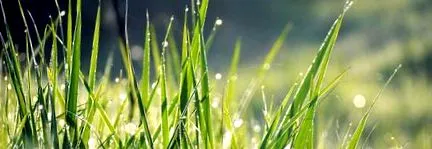 harmatolja