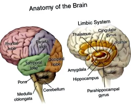 glioblastoma