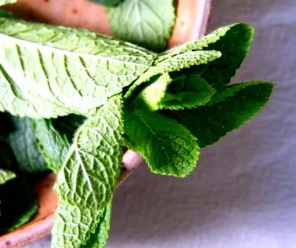 menta recept