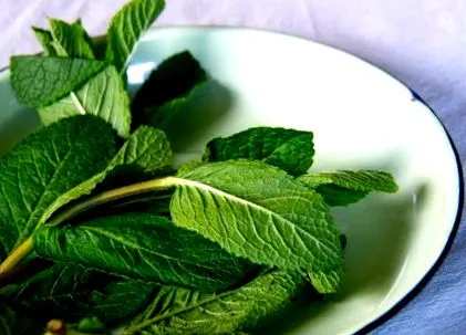 recept menta