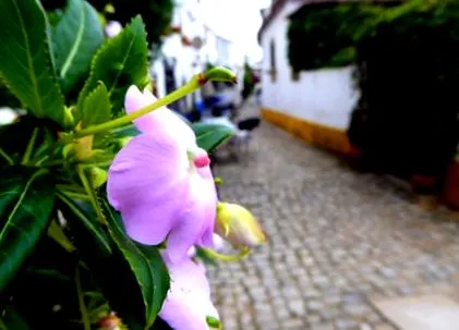 bidos