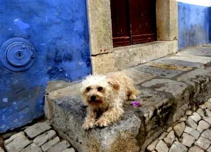 bidos