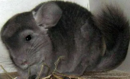 száma