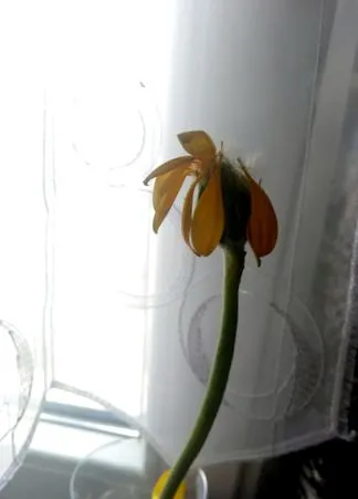 petalele pierdut