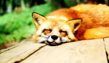 blog