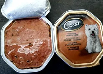 cesar