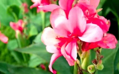 canna trebuie