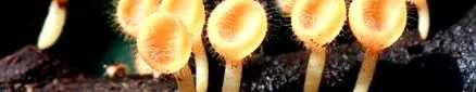 candida