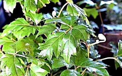 cissus вида