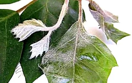 cissus снимки