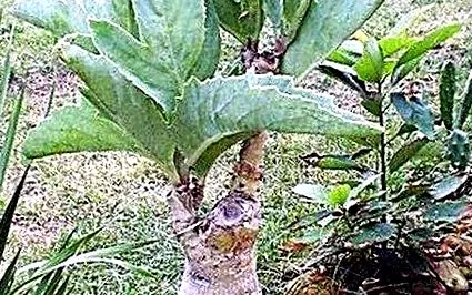 снимки cissus