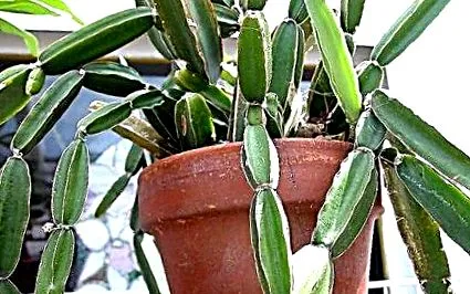 cissus cissus
