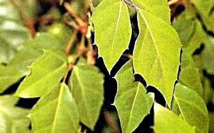 cissus снимки