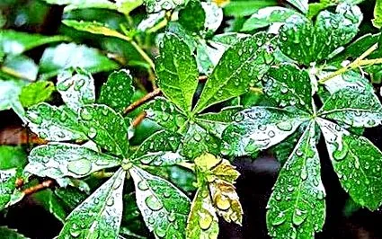 снимки cissus