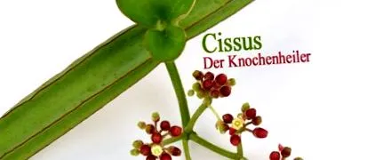 Cissus quadrangularis