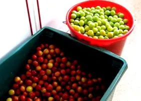 szelleme mirabelle
