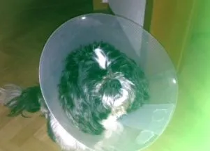 shih