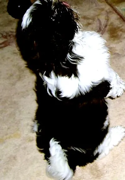 câine