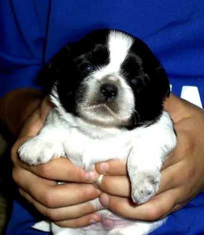 shih