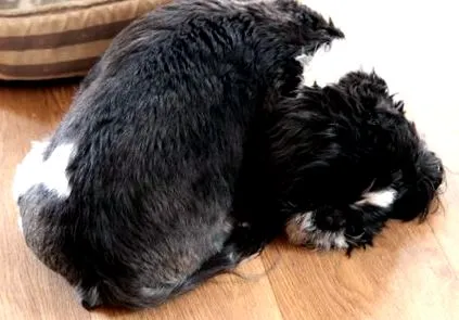 shih