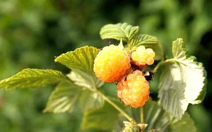 fructe