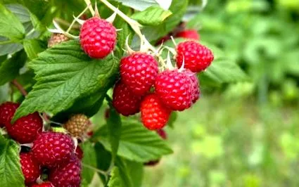 fructe