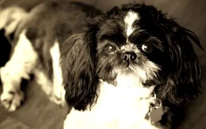 shih