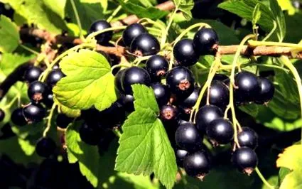 fructe