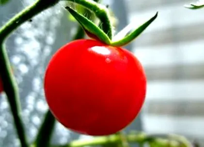 sănătoasă