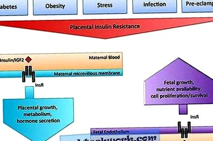 mediator placenta