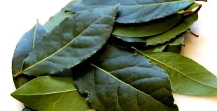 babér
