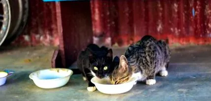 котки