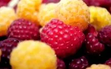 dieta