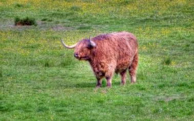 dietele