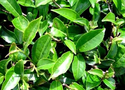 Camellia Sinensis