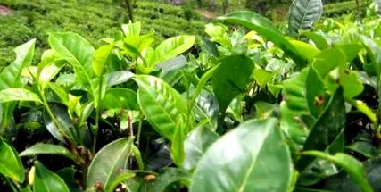 Camellia Sinensis