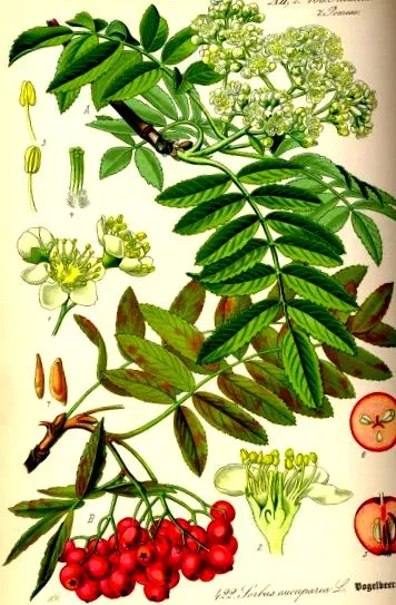 értékes
