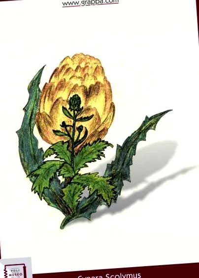 casă anghinare