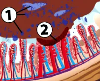 enterosgel
