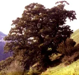 1950