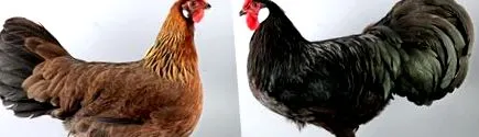 csirke