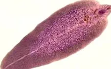 fasciolei