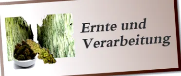 cânepei