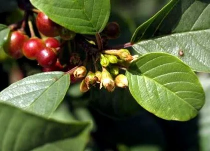 plantelor plantelor medicinale