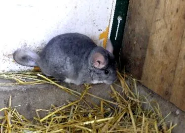 Блек Jackек
