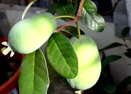 guaia guaia