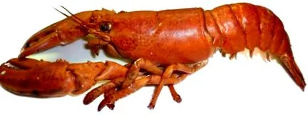 fără
