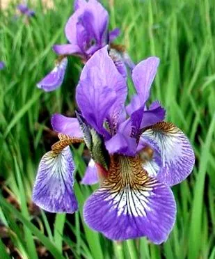 Iris sibirica Caesar