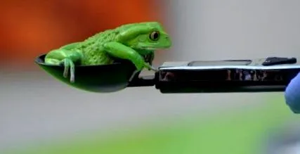 weighабите