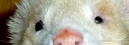 hosszú karmok